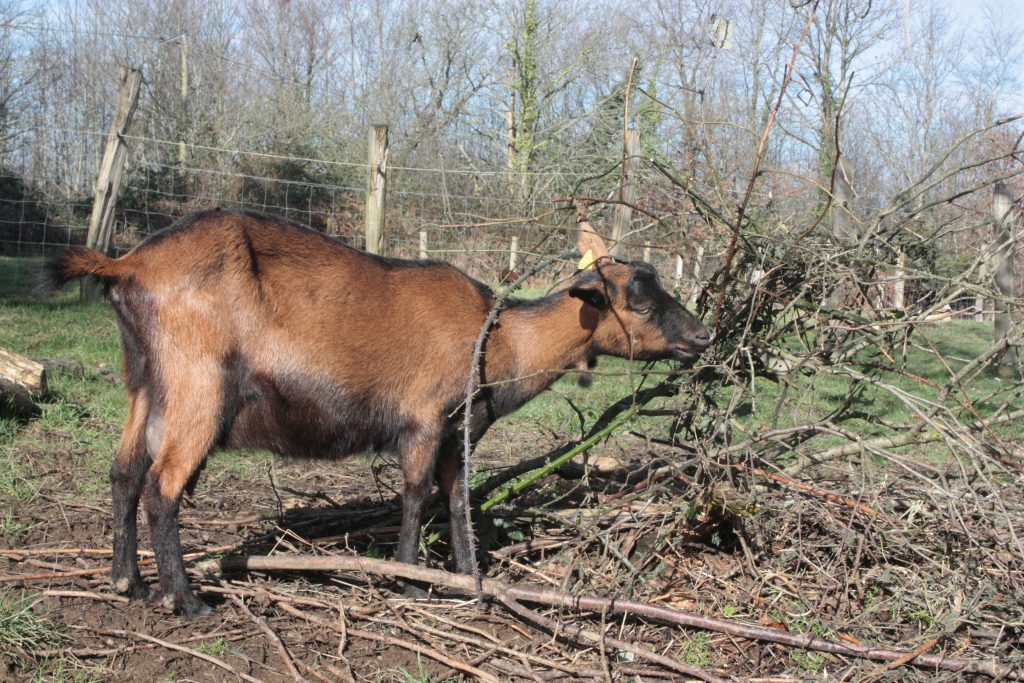 Maintaining a Goat Coat That Shines! Backyard Goats
